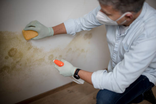 Best Residential Mold Removal  in Gages Lake, IL