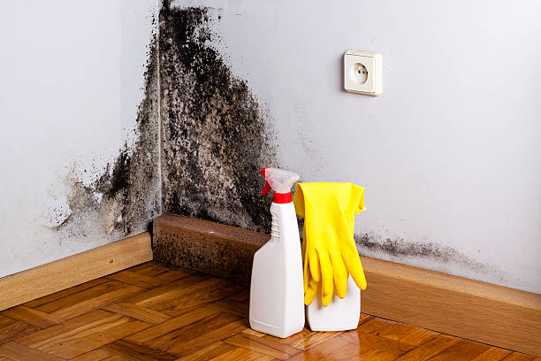 Best Office Mold Removal Services  in Gages Lake, IL